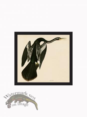 Rudbeck CFA_BF 48 Snake Bird